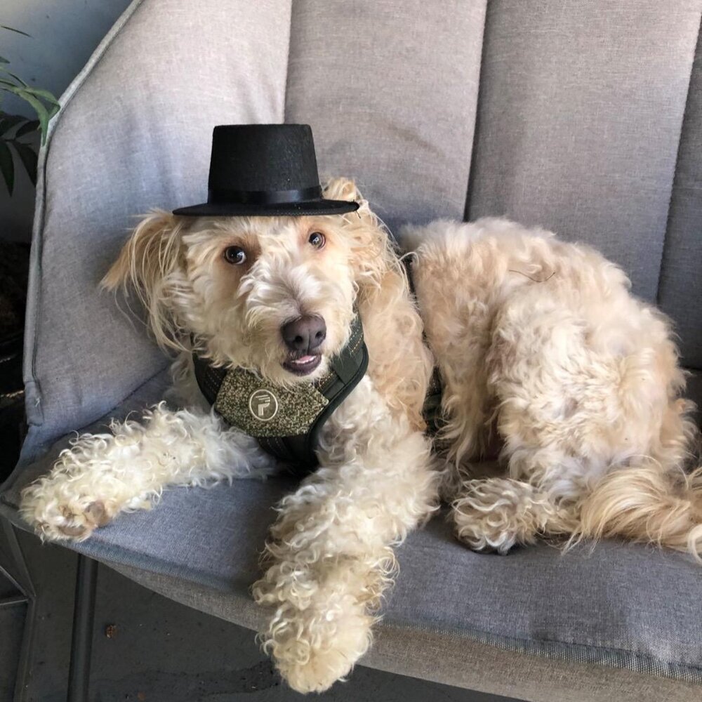 🆕Rubies Top Hat Pet Hat for Dogs or Cats, S/M - Picture 2 of 6